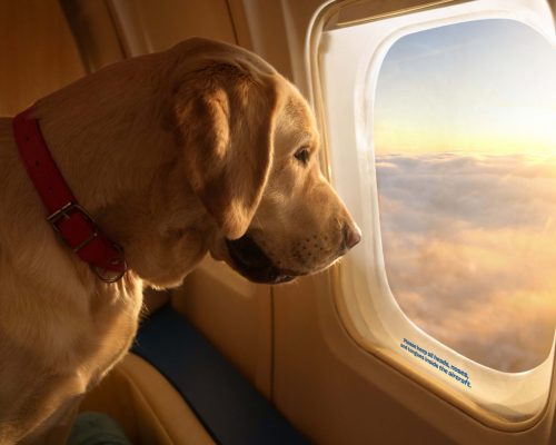 Bark Air apresenta experiência de luxo para pets