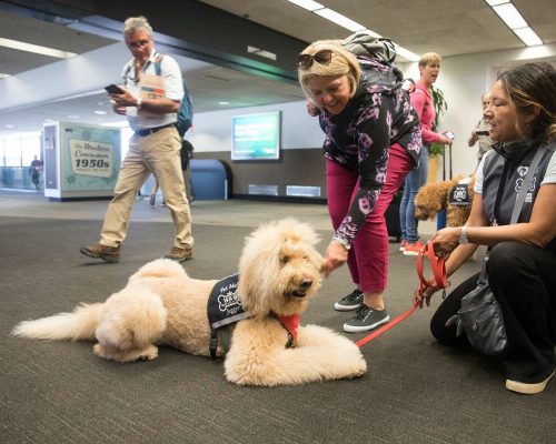 Os cães que acalmam o estresse pré-voo no Aeroporto de São Francisco