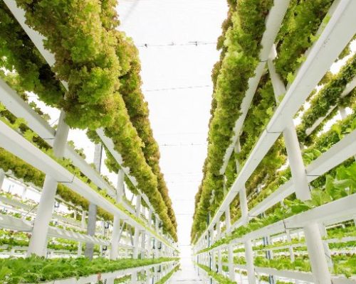 A revolução da agricultura vertical sustentável