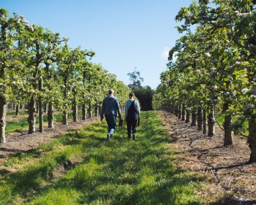 A pesquisa por voz no roteiro de vinhos do Oregon
