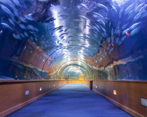 Aeroporto transforma alfândega em aquário virtual