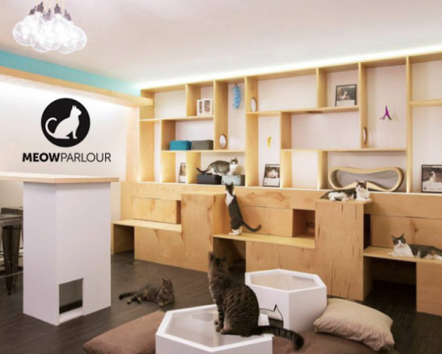 Meow Parlour, o primeiro cat cafe de NY
