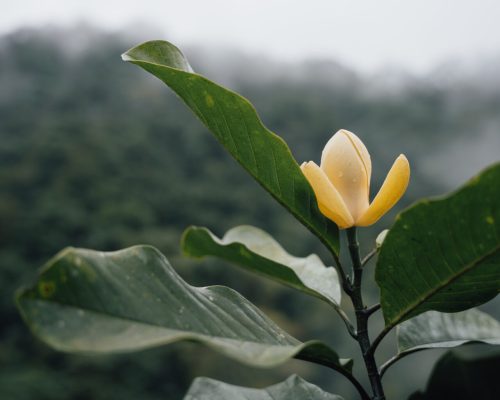 Mashpi Lodge, MANE e TRLP criam perfume a partir de flores tropicais