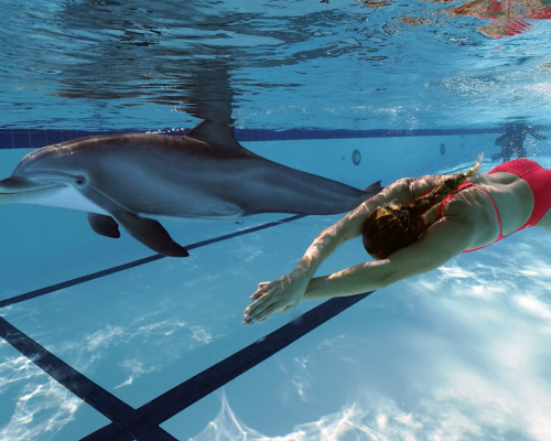 Sea Turtle Camp: A experiência educacional do Four Seasons Nevis