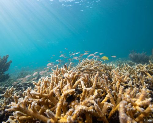 Experiência da Disney arrecada fundos para proteção dos oceanos