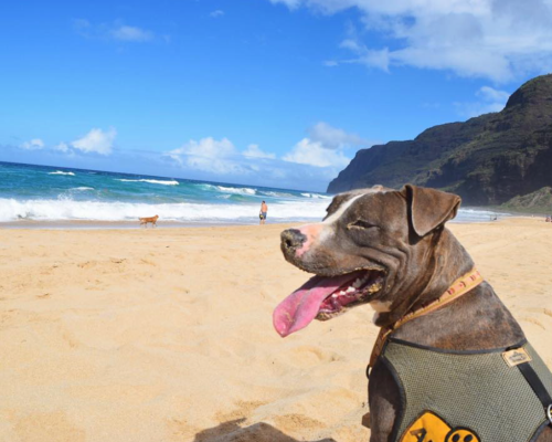 Adoção de cachorros por turistas‏