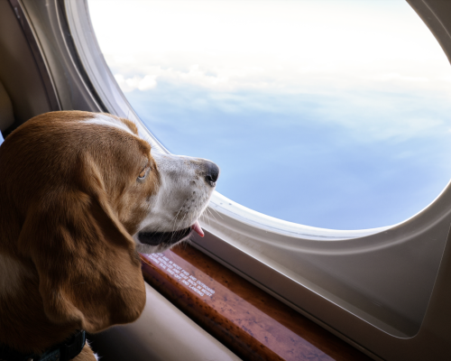 K9 Jets anuncia novas rotas aéreas pet friendly