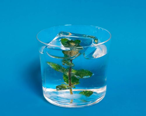 Os drinks com ingredientes sustentáveis no Langham Londres
