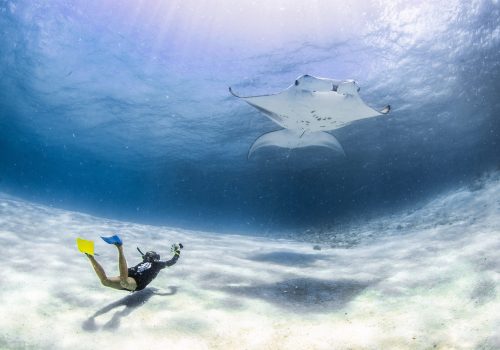 InterContinental anuncia evento de preservação das arraias-manta