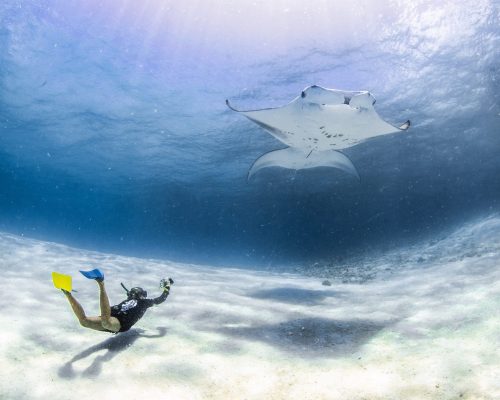 InterContinental anuncia evento de preservação das arraias-manta