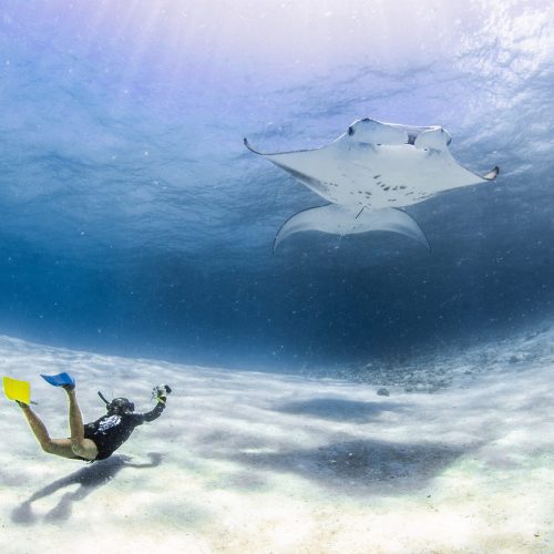 InterContinental anuncia evento de preservação das arraias-manta
