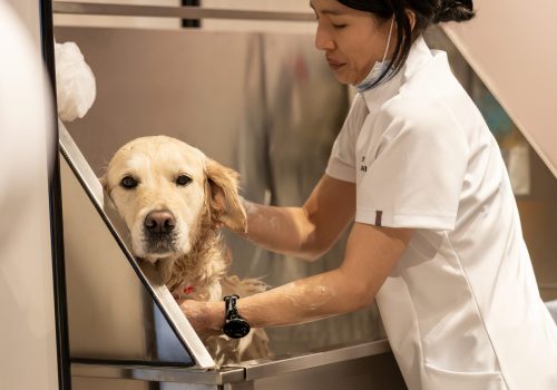 Luxo para pets: The Peninsula London cria experiência de spa para cães
