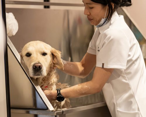 Luxo para pets: The Peninsula London cria experiência de spa para cães
