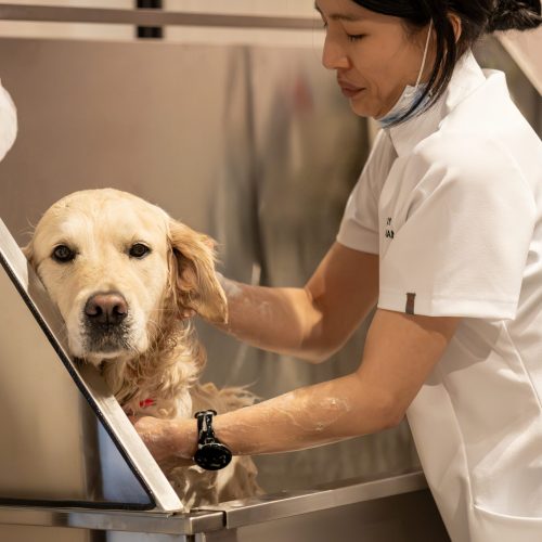 Luxo para pets: The Peninsula London cria experiência de spa para cães