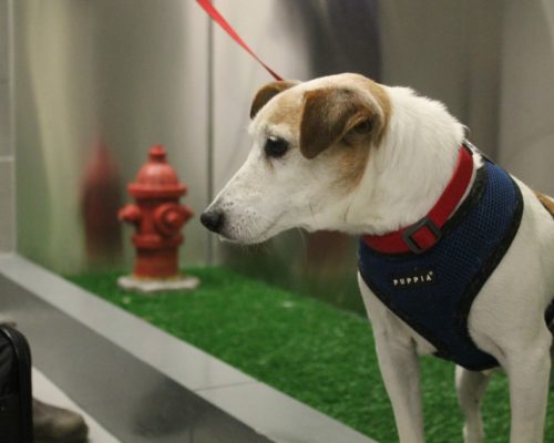Aeroporto em NY cria banheiro para cães viajantes