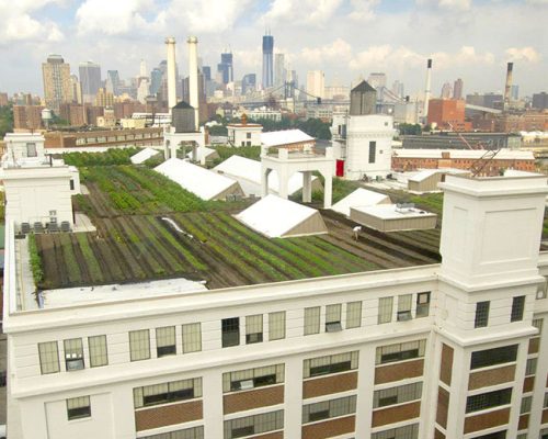 Nova York expande conceito de fazenda urbana