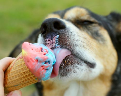 close up of a German Shepherd Mix Dog licking a rainbow colored ice cream cone on a summer day
** Note: Shallow depth of field