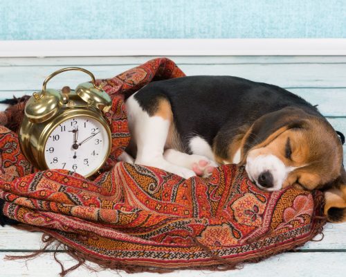 Tired little seven weeks old beagle puppy sleeping