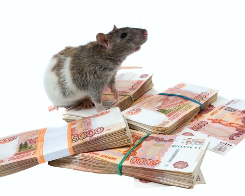 rat on packs with banknotes