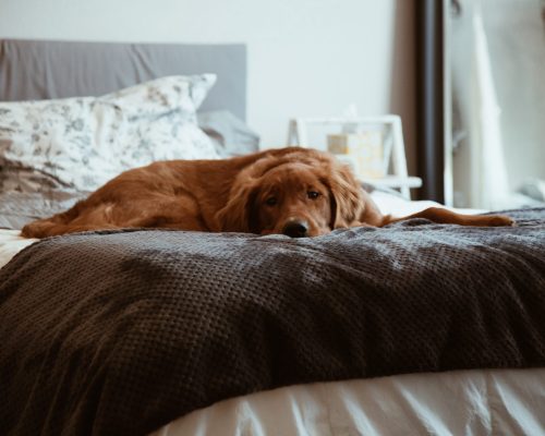 The Standard anuncia estadia especial para cães e seus donos