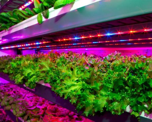 Emirates cria fazenda sustentável para oferecer alimentos frescos