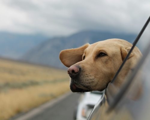 Mars e Tripadvisor lançam hub para animais de estimação e seus donos