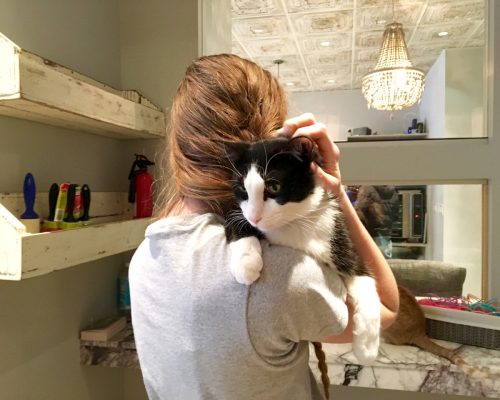 Café para adoção de gatos em NY