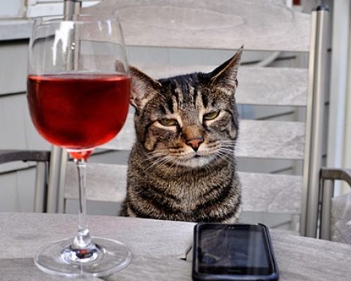 Empresa americana cria vinho para gatos