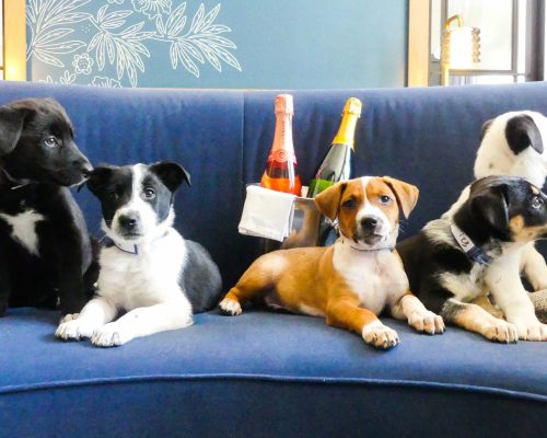 Serviço de quarto do Kimpton Hotel oferece filhotes de cachorros