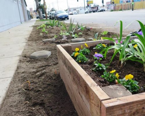 Moradores de L.A podem plantar em espaços públicos