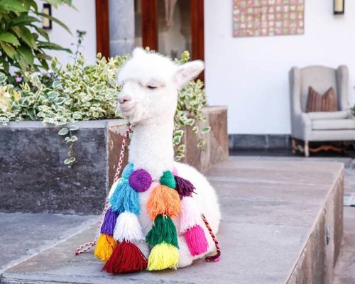 5 experiências para conviver eticamente com o turismo com animais