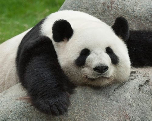 China terá parque gigante para preservação de pandas