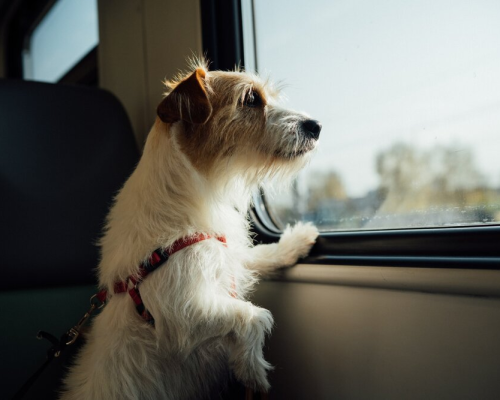 Byway lança viagens planejadas especialmente para pets e seus donos