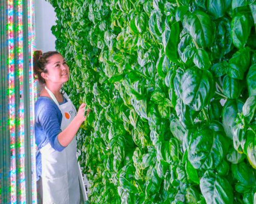 Fazenda indoor visa produzir produtos frescos e saborosos