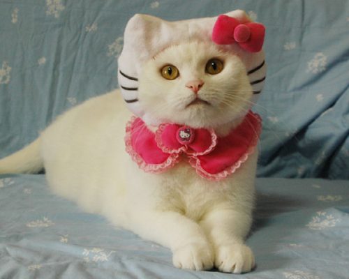 SINETA! É gato ou não é gato?