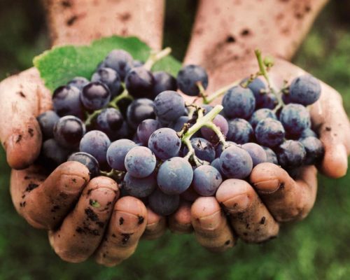 O movimento ‘da fazenda-para a mesa’ chega ao mundo do vinho